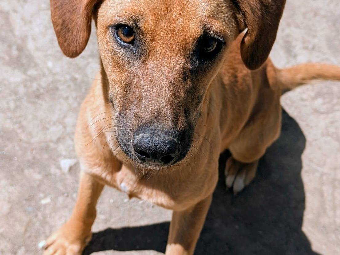 Adotta un cane, femmina, 1 anno e 6 mesi, Roma