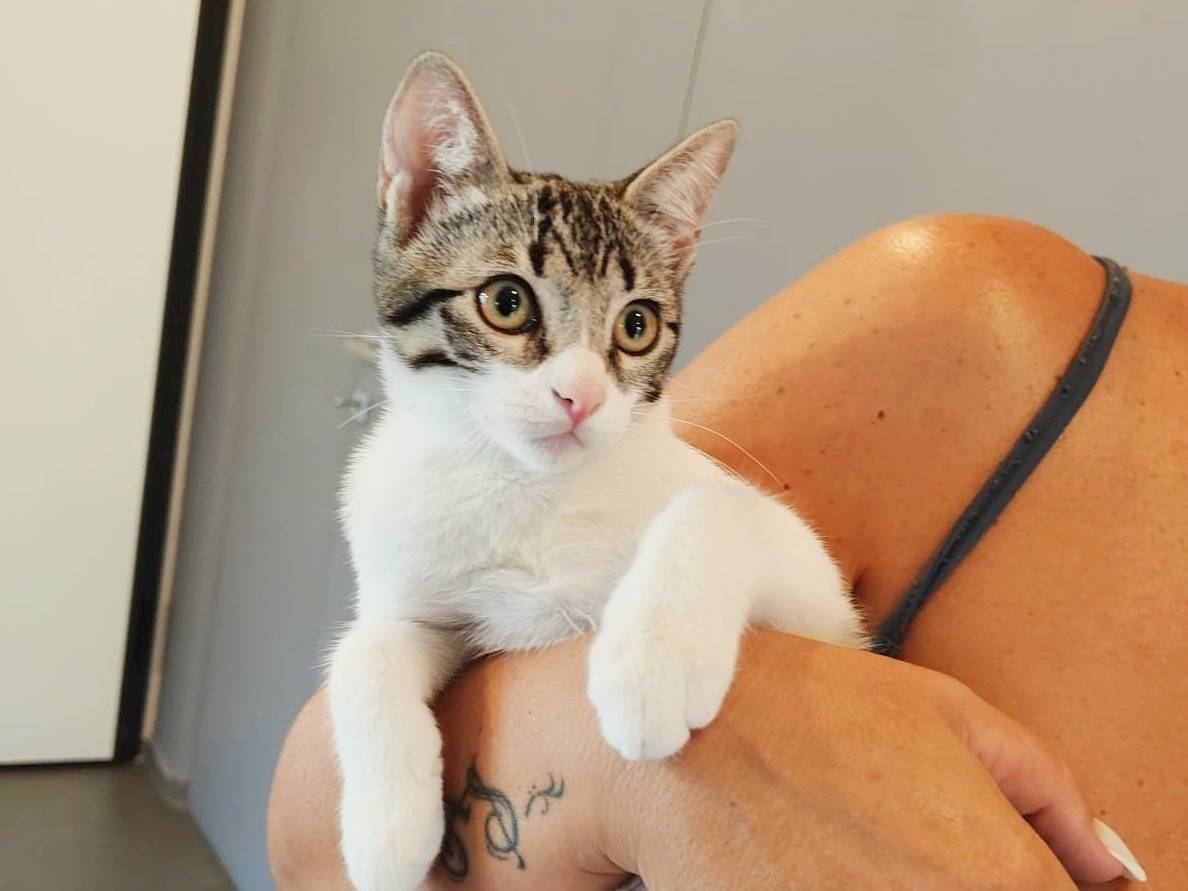 Adotta un gatto, taglia non valida, maschio, Cremona