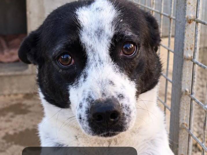 Adozione cane, maschio, Razza sconosciuta Razza sconosciuta, 5 anni e 1 mese, taglia media contenuta, Firenze