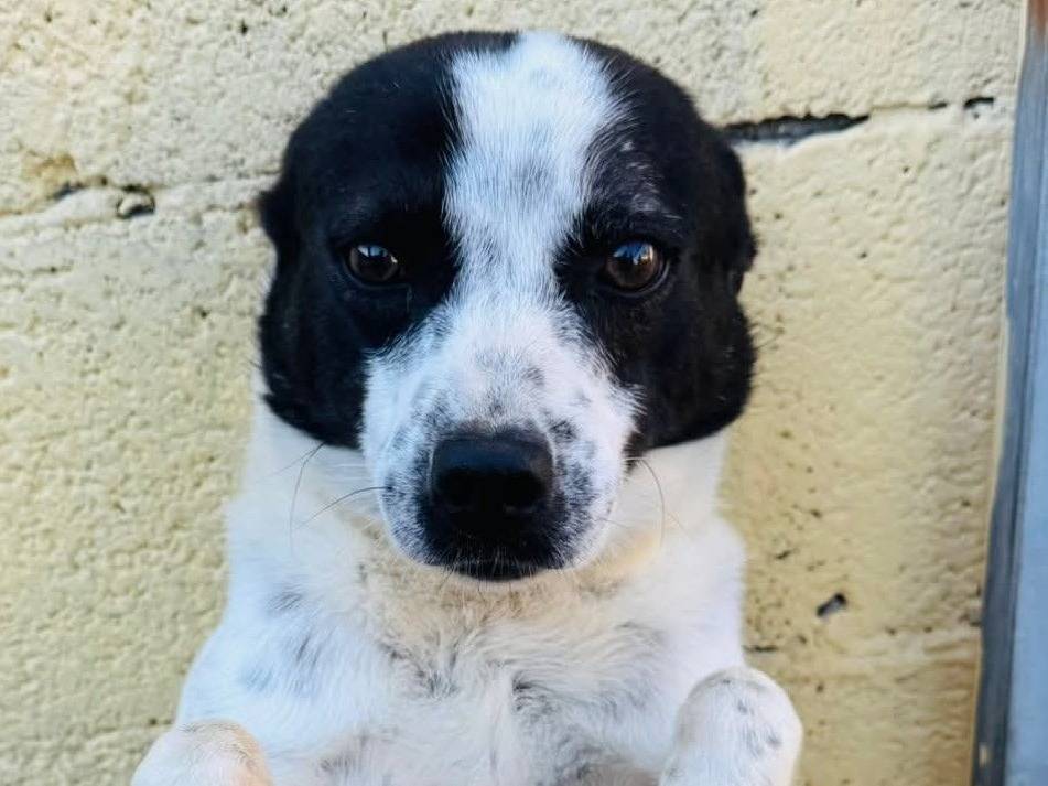 Adotta un cane, maschio, 5 anni e 1 mese, Firenze