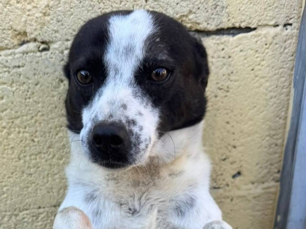 Adotta un cane, taglia media contenuta, maschio, Firenze