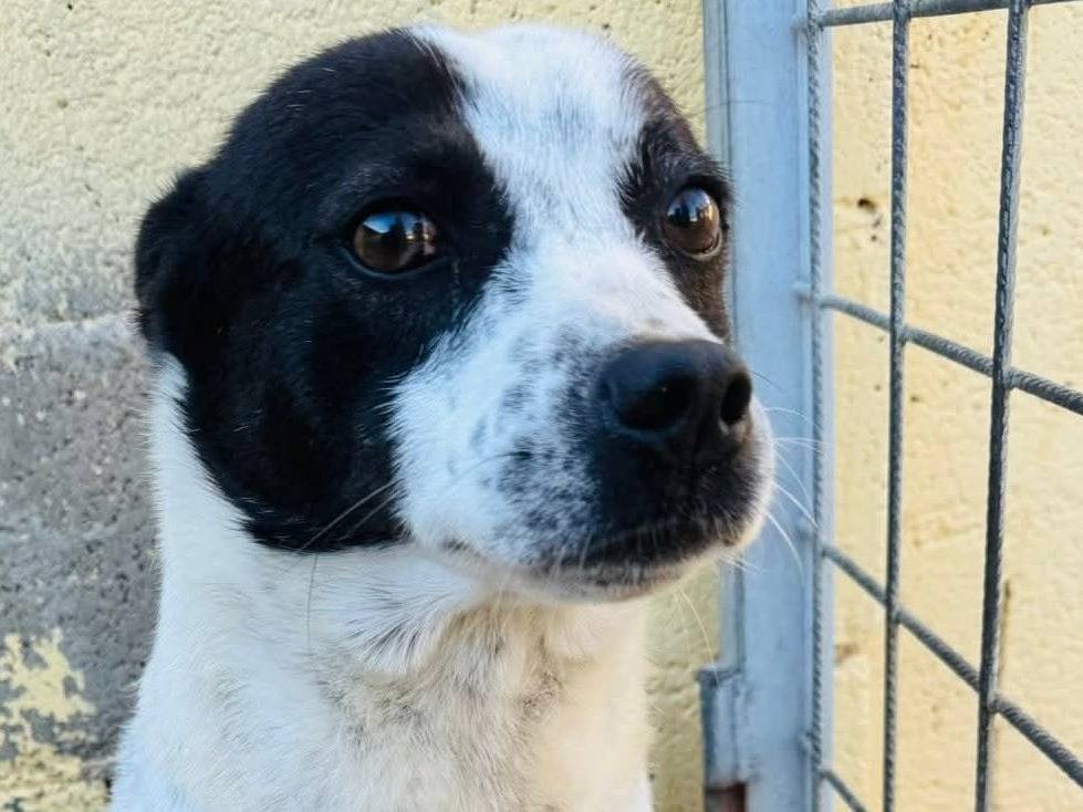 Vuoi adottare un cane a Firenze?