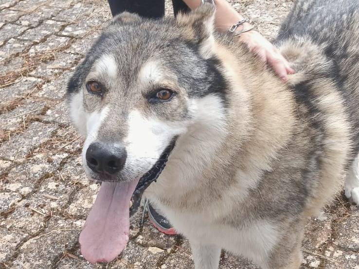 Adozione cane, maschio, Cane lupo Cecoslovacco Razza sconosciuta, 10 anni e 10 mesi, taglia gigante, Bari