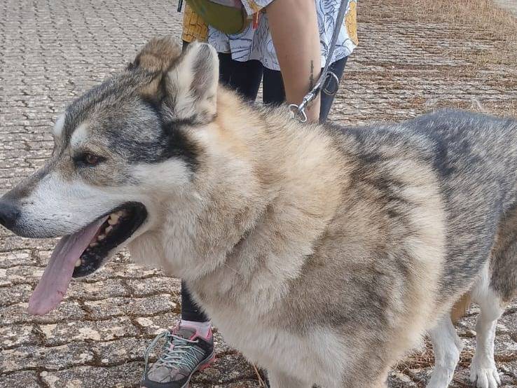 Adotta un cane, maschio, 10 anni e 10 mesi, Bari