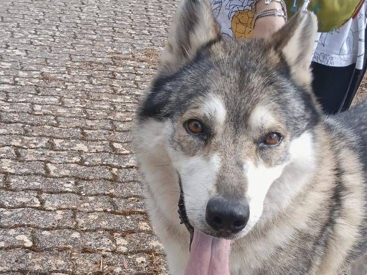 Adotta un cane, taglia gigante, maschio, Bari