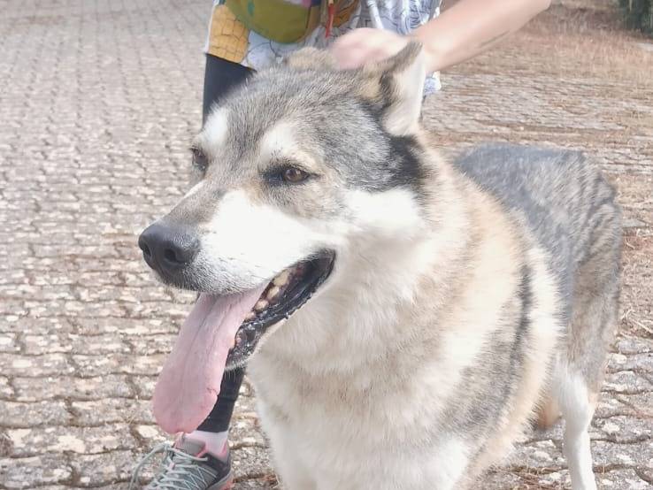Vuoi adottare un cane a Bari?