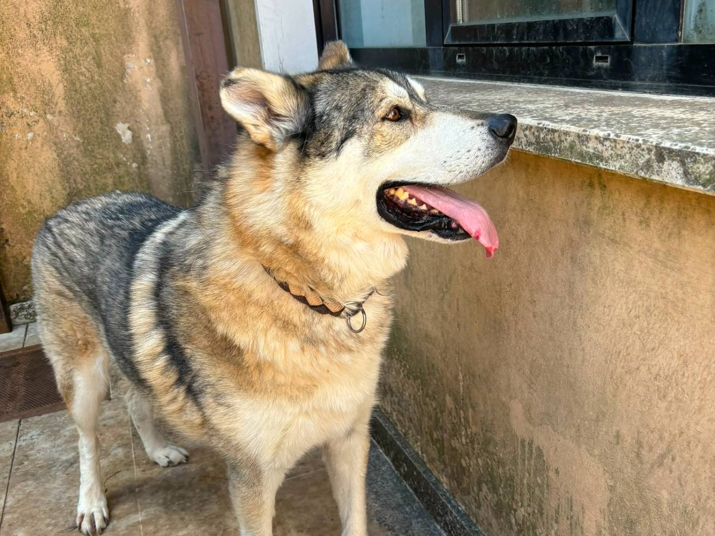 Adotta il cane Anther a Bari