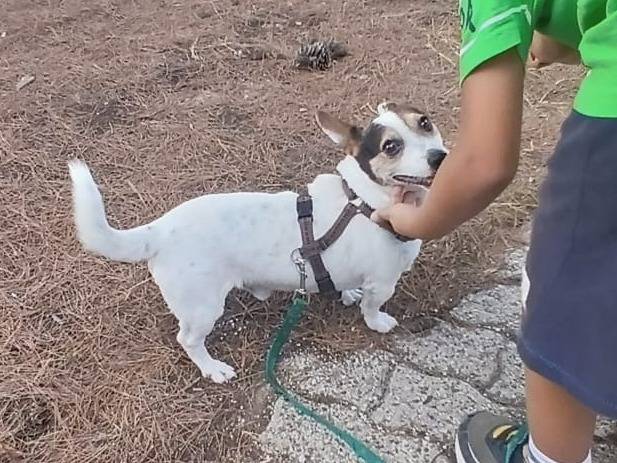 Adotta un cane, maschio, 7 anni e 11 mesi, Bari