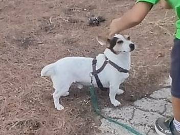 Adotta un cane, taglia piccola, maschio, Bari