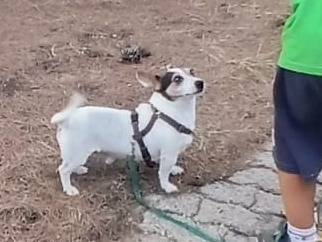 Vuoi adottare un cane a Bari?