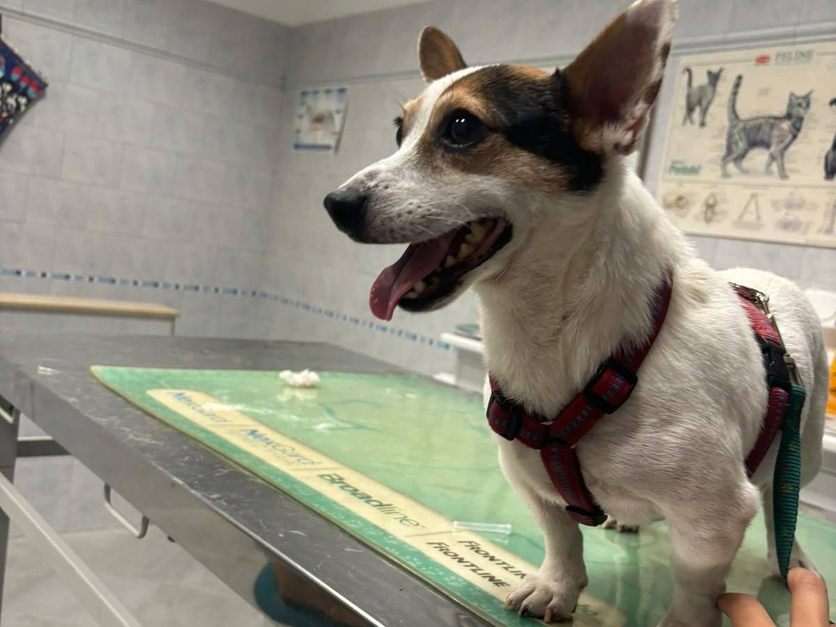 Adozione cane, maschio, Jack Russell Terrier Razza sconosciuta, 7 anni e 11 mesi, taglia piccola, Bari