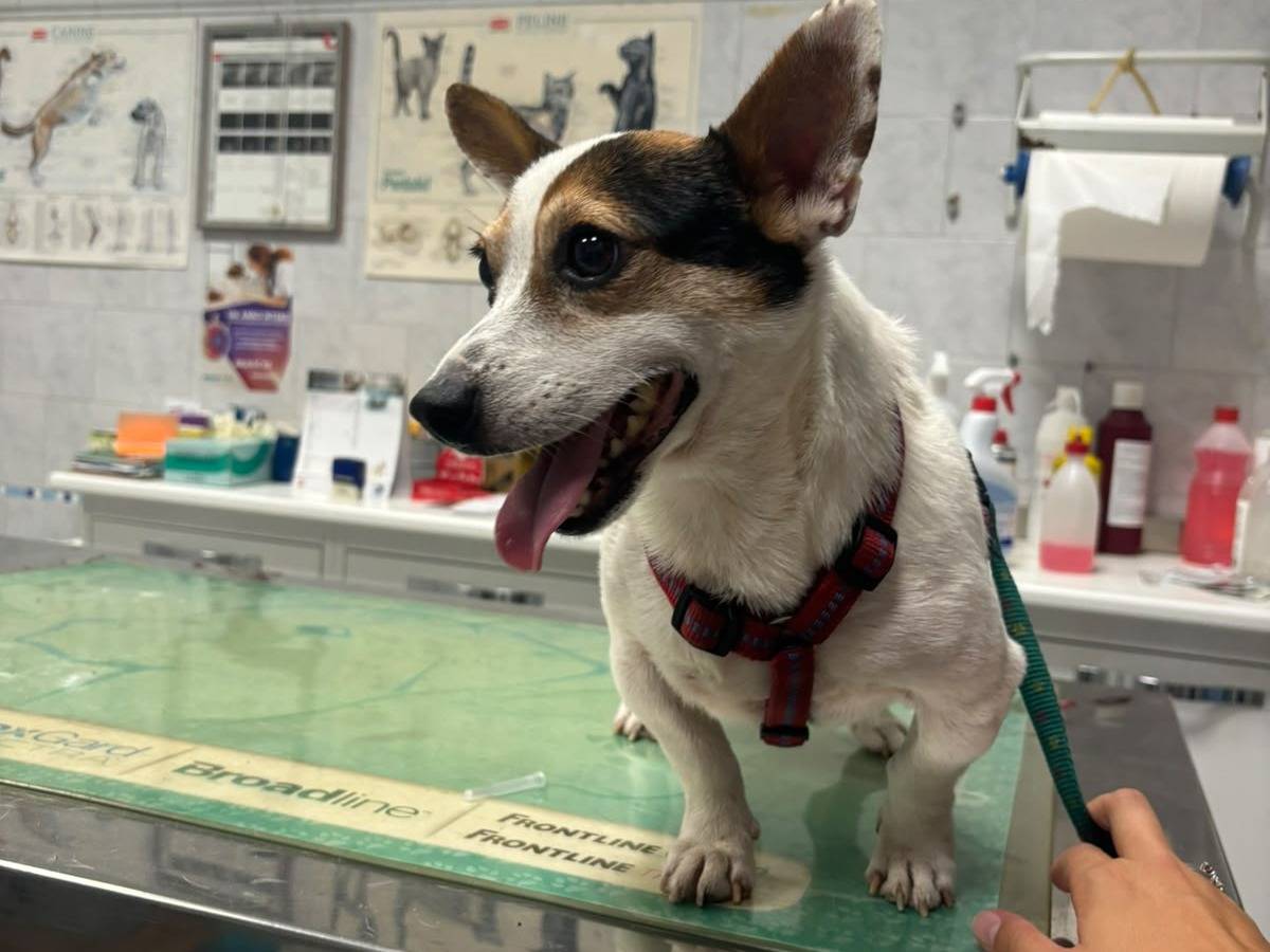 Adotta il cane Conan a Bari