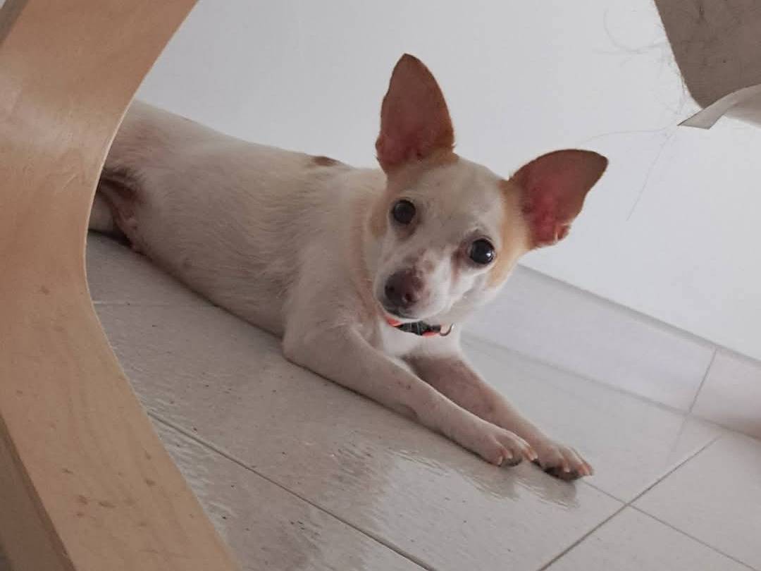 Adozione cane, femmina, Chihuahua Razza sconosciuta, 4 anni e 1 mese, taglia piccola, Bari