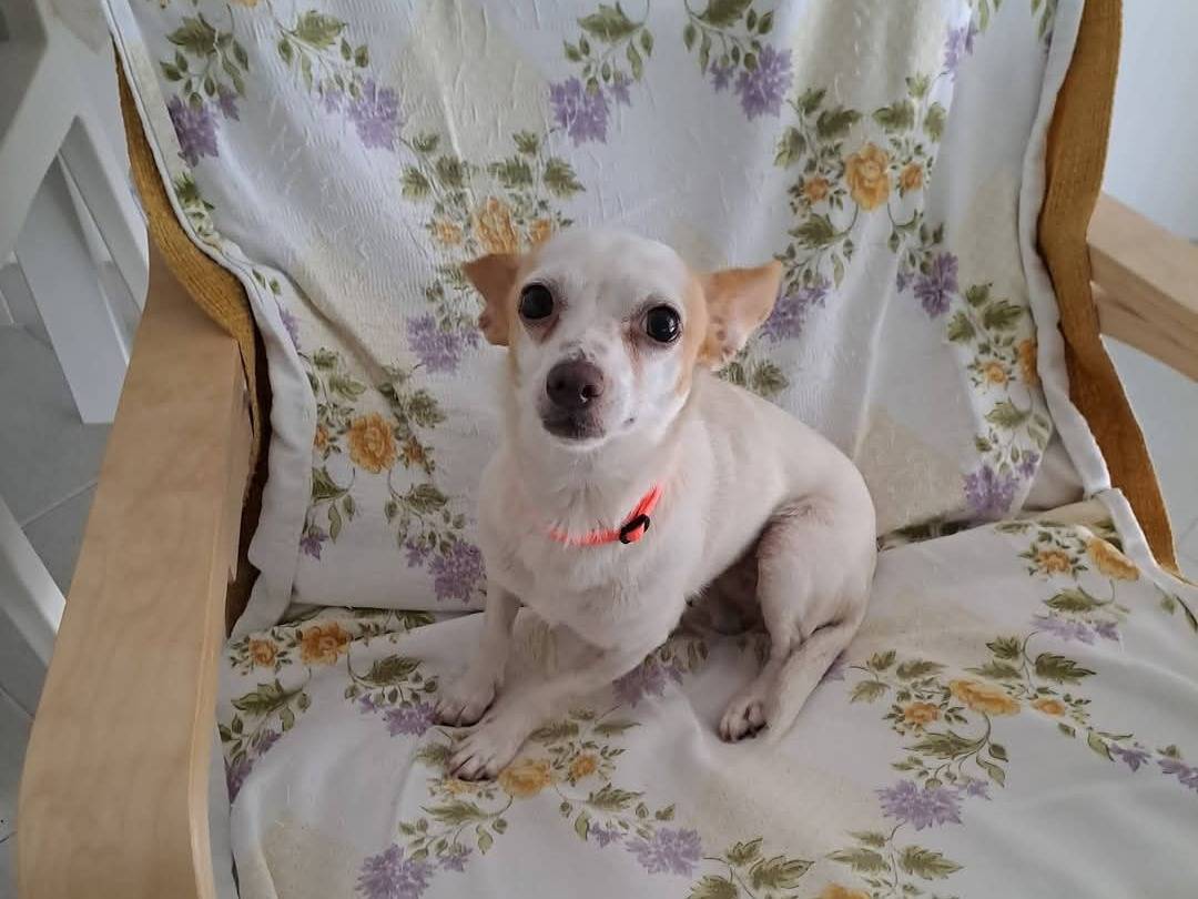 Adotta un cane, femmina, 4 anni e 1 mese, Bari