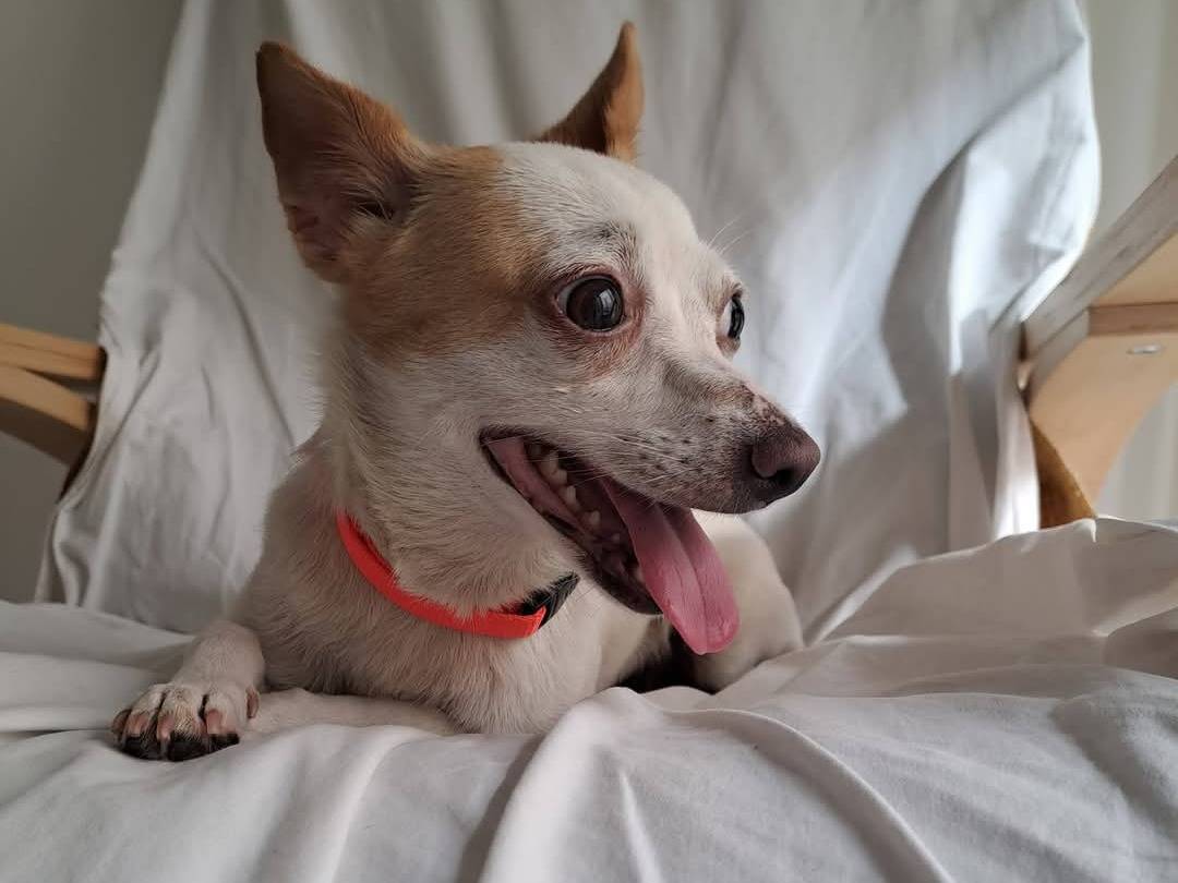 Adotta un cane, taglia piccola, femmina, Bari
