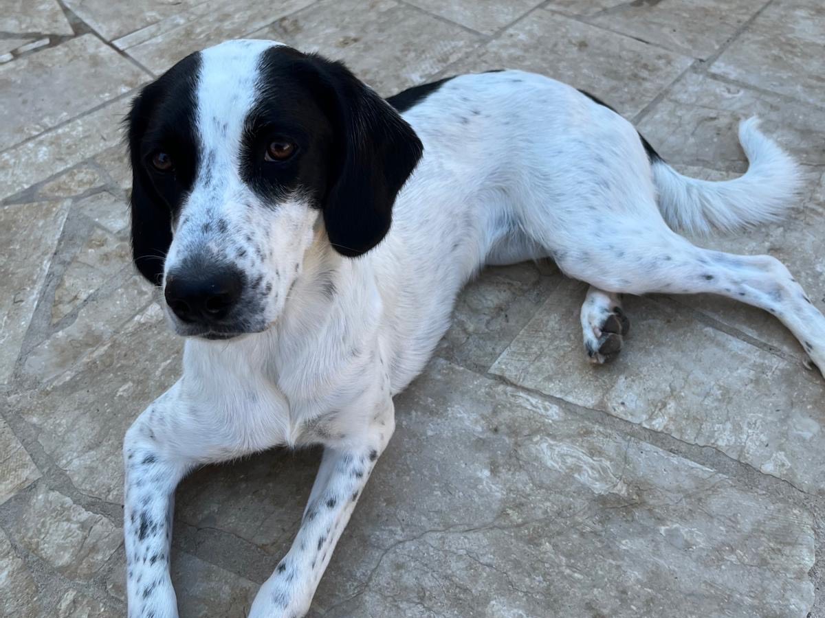 Adozione cane, femmina, Setter Inglese Razza sconosciuta, 9 mesi, taglia media contenuta, Latina