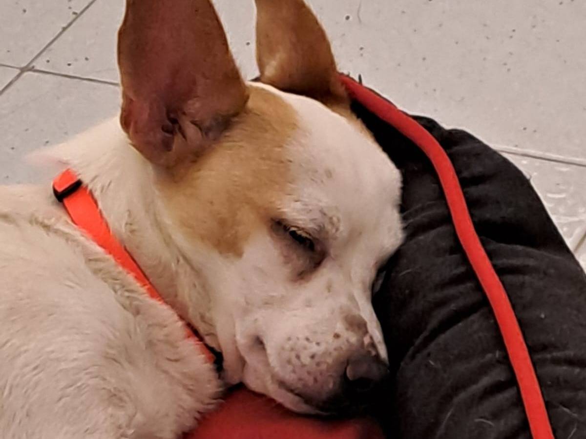 Vuoi adottare un cane a Bari?