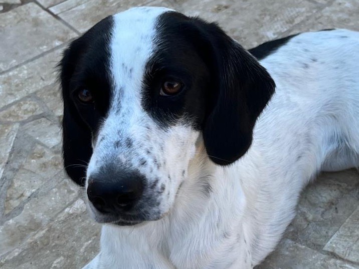 Adotta un cane, femmina, 9 mesi, Latina