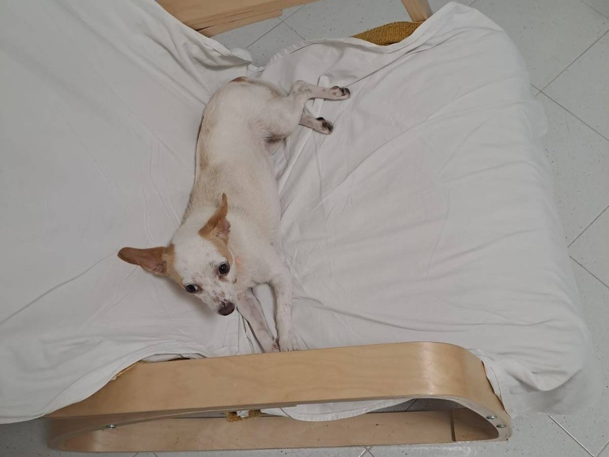 Adotta il cane Sissi a Bari