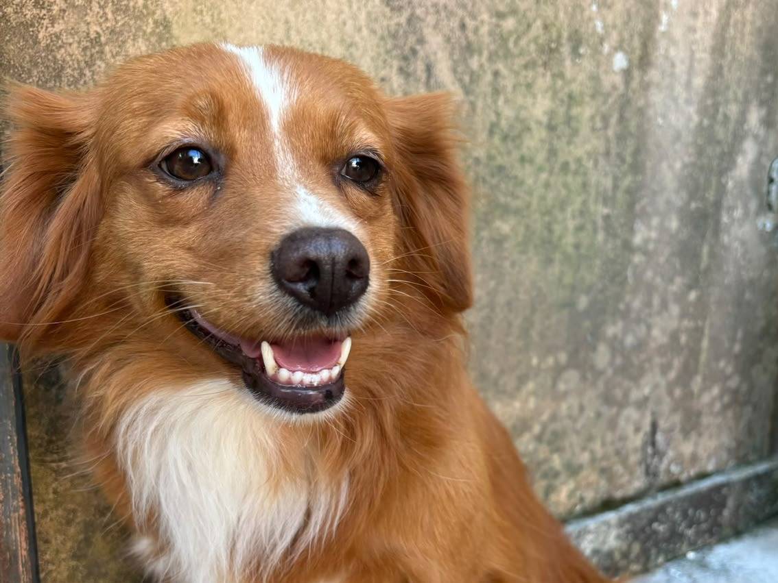 Adotta un cane, femmina, 3 anni e 9 mesi, Bari