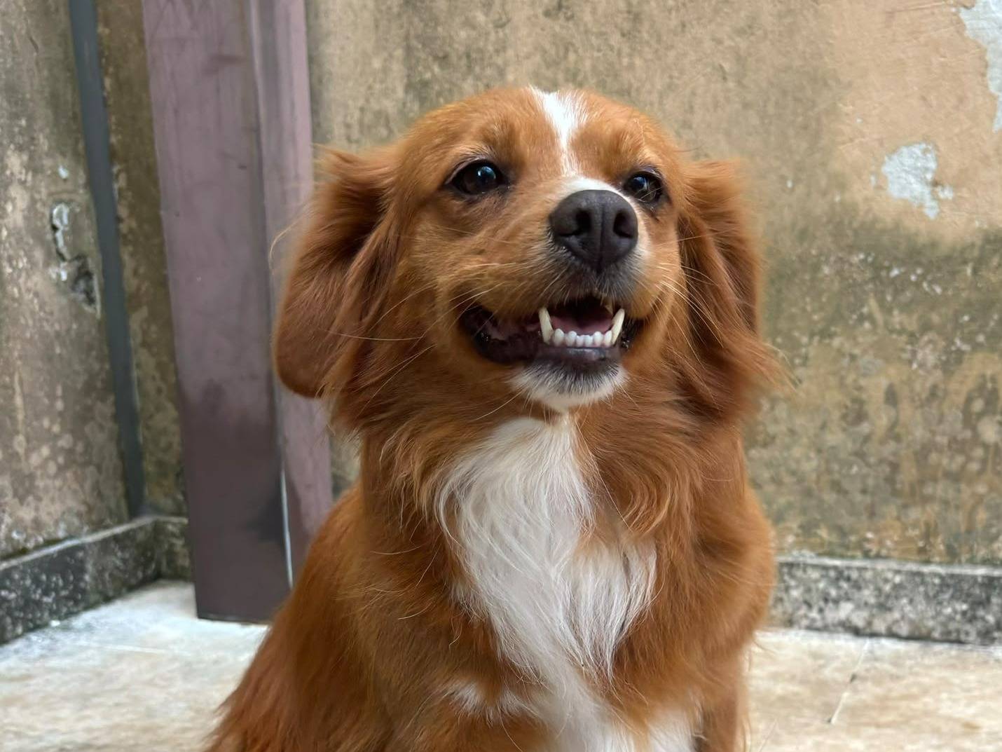 Adozione cane, femmina, Razza sconosciuta Razza sconosciuta, 3 anni e 9 mesi, taglia media contenuta, Bari