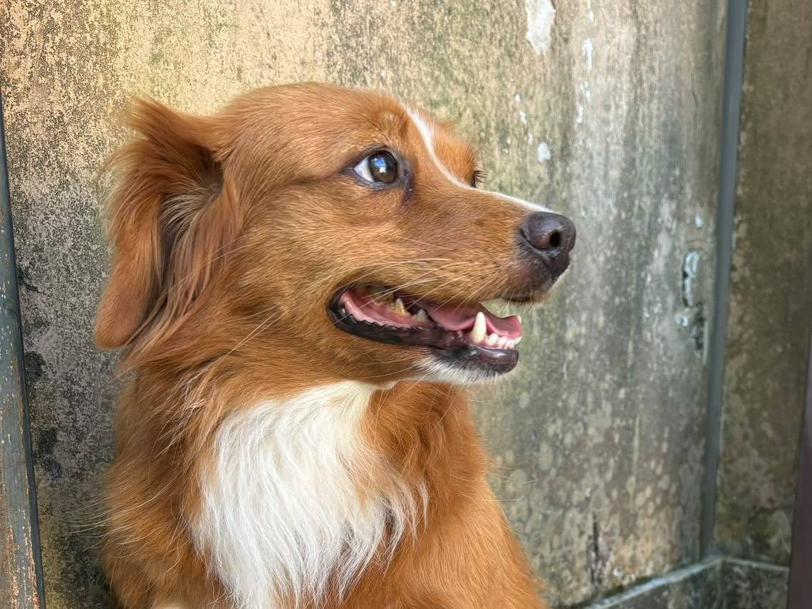 Adotta un cane, taglia media contenuta, femmina, Bari