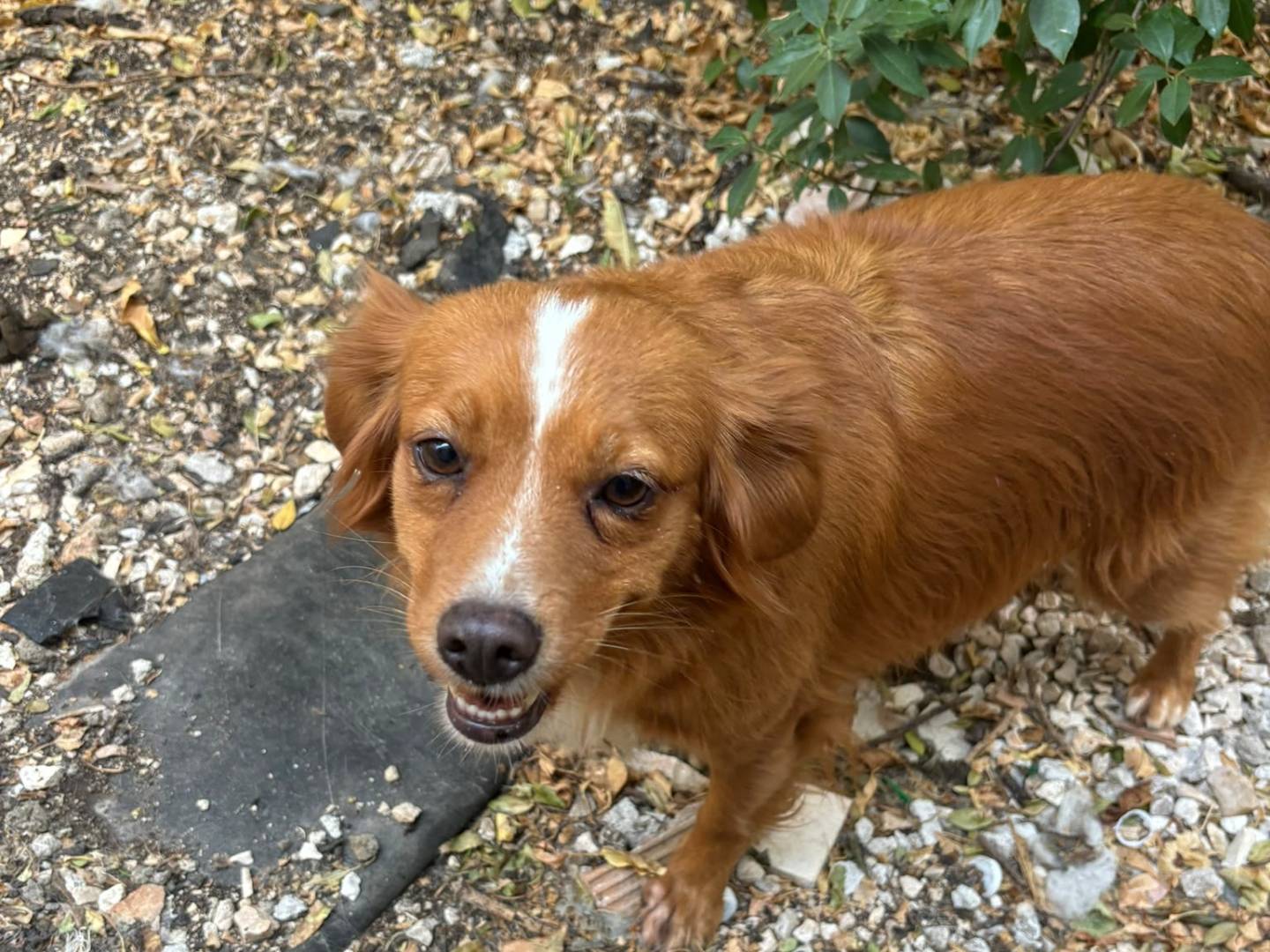 Vuoi adottare un cane a Bari?