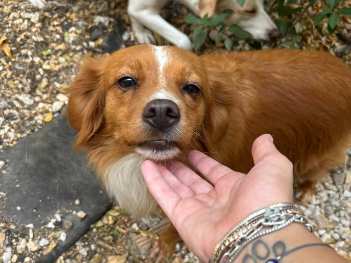 Adotta il cane Lia a Bari
