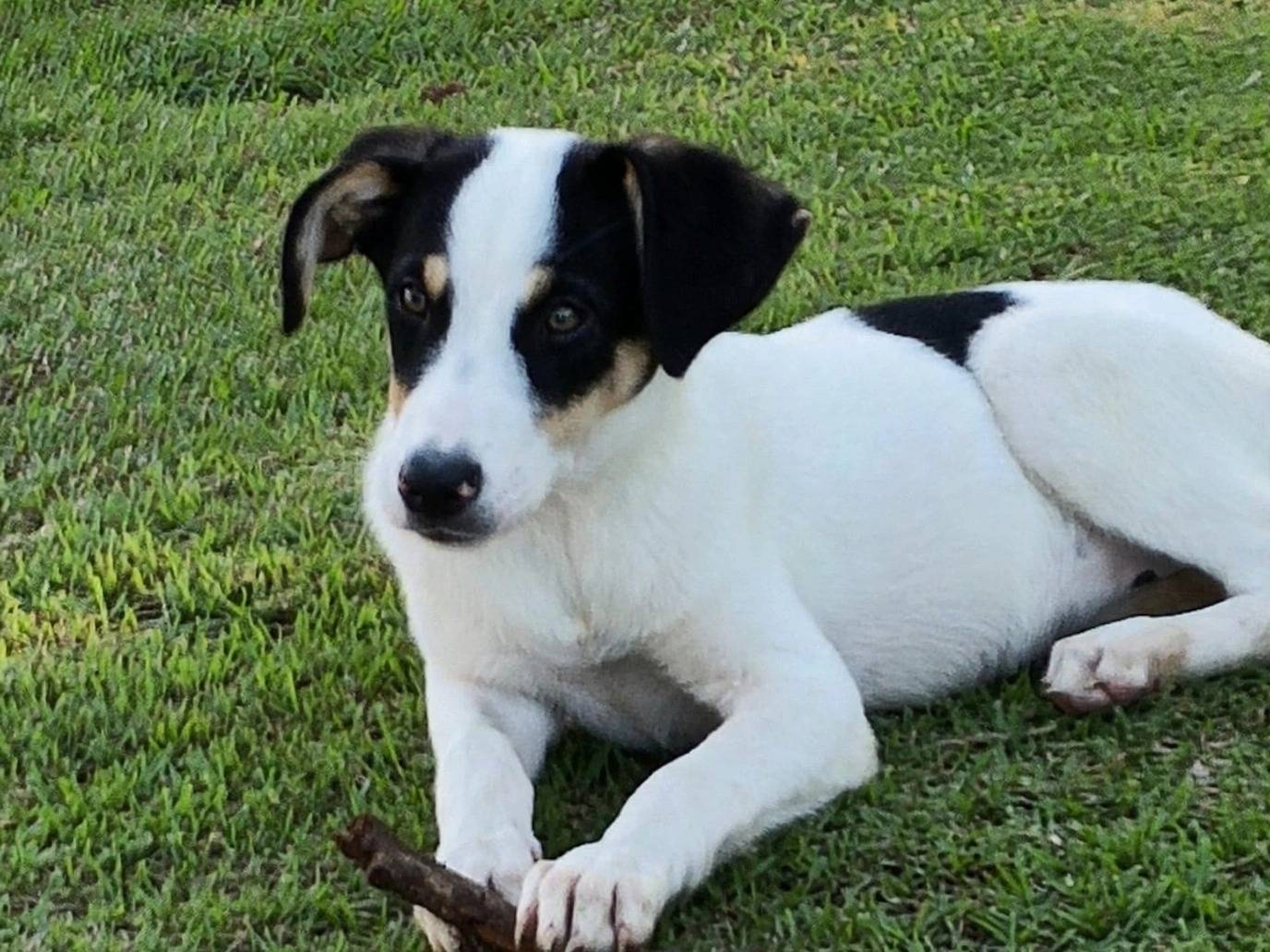 Adozione cane, femmina, Razza sconosciuta Razza sconosciuta, 4 mesi, taglia media, Potenza