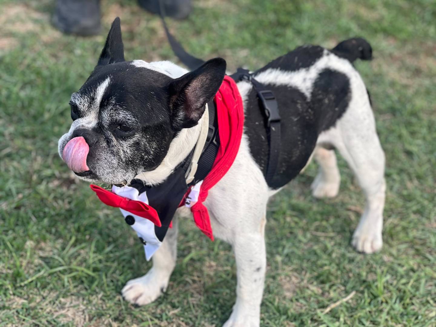 Adotta il cane Mussel a Viterbo