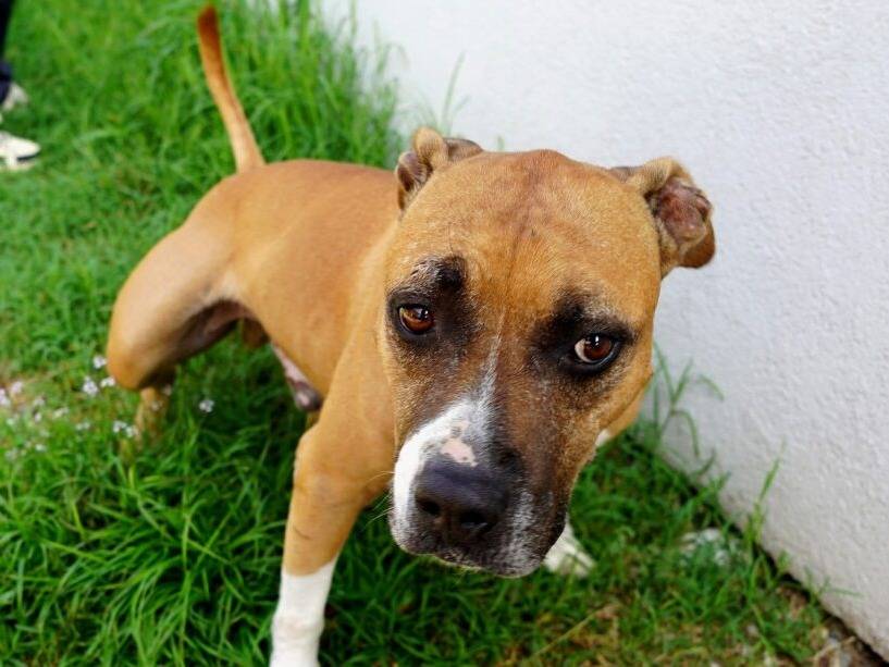 Adozione cane, maschio, Razza sconosciuta Razza sconosciuta, 7 anni e 10 mesi, taglia media, Lodi