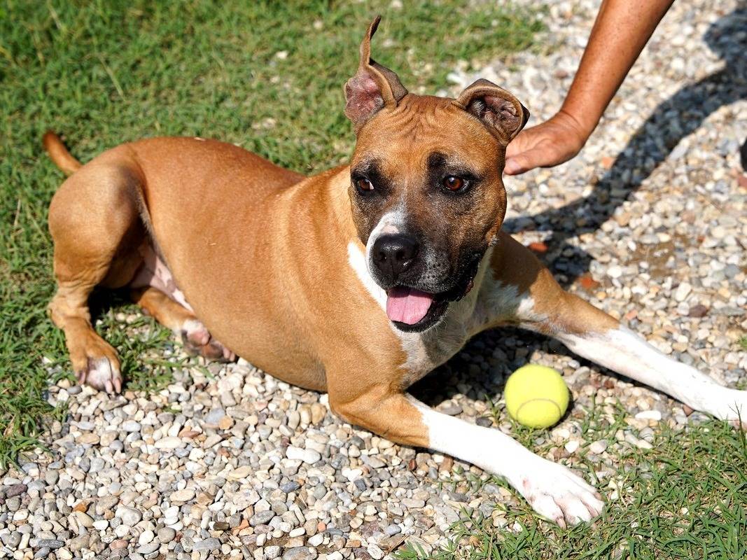 Adotta un cane, maschio, 7 anni e 10 mesi, Lodi