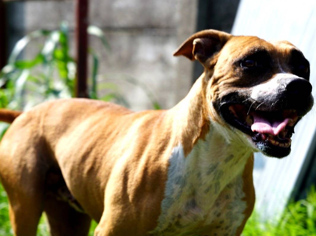 Adotta un cane, taglia media, maschio, Lodi