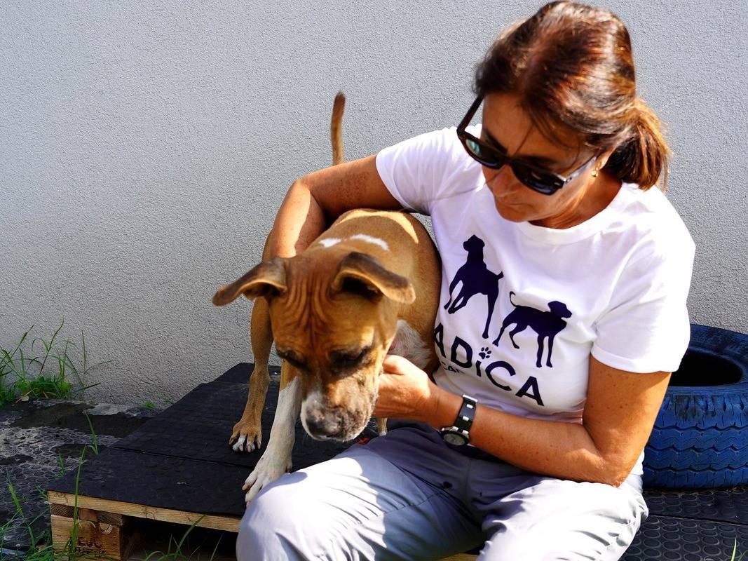 Vuoi adottare un cane a Lodi?