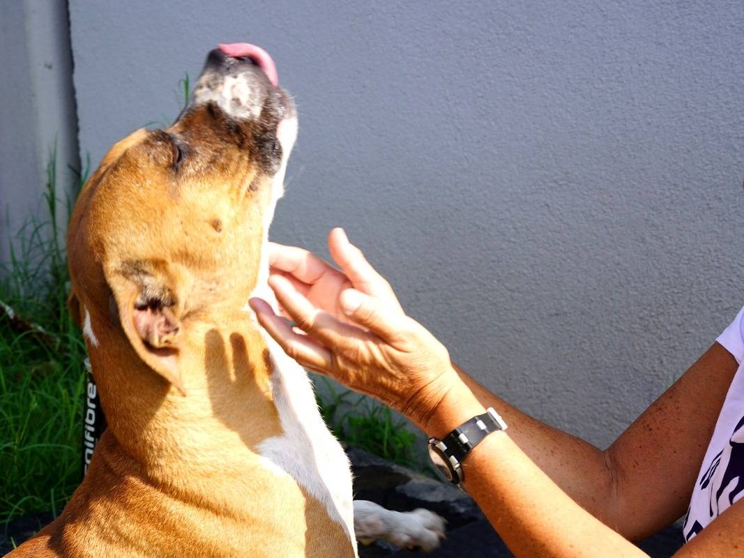 Adotta il cane GALENO a Lodi