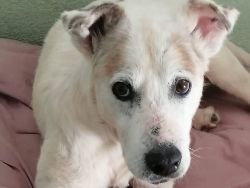 Adozione cane, maschio, Razza sconosciuta Razza sconosciuta, 8 anni e 1 mese, taglia grande, Avellino