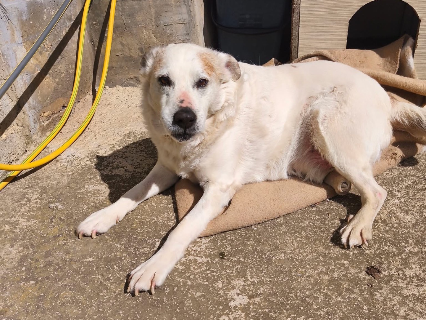 Adotta un cane, maschio, 8 anni e 1 mese, Avellino