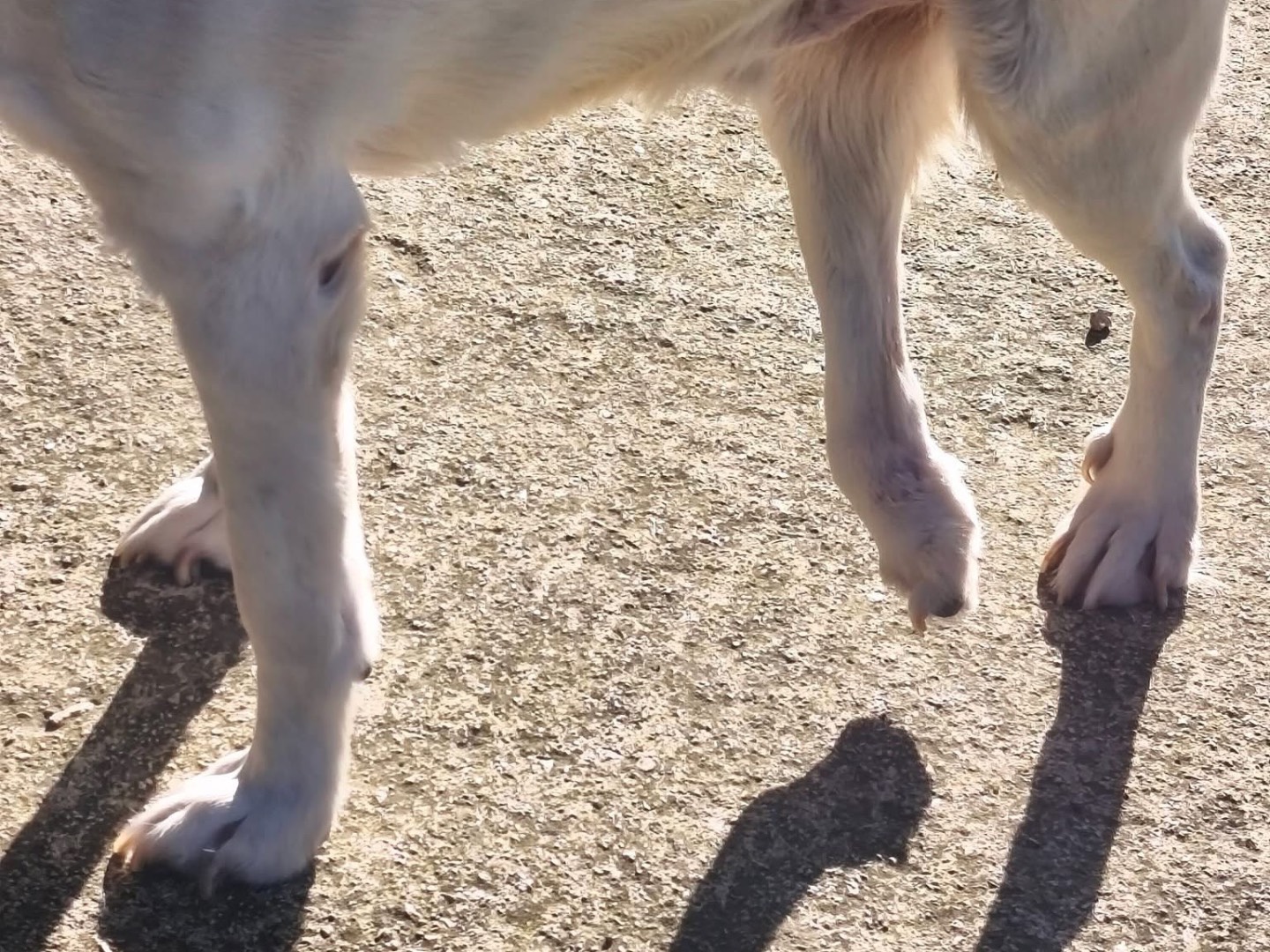 Adotta un cane, taglia grande, maschio, Avellino