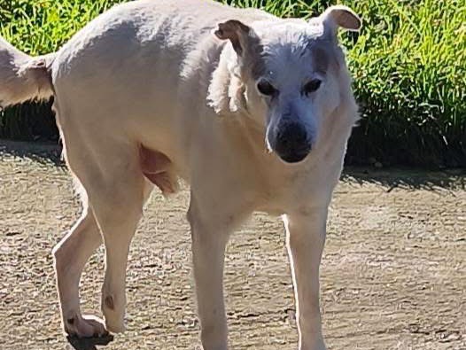 Vuoi adottare un cane a Avellino?