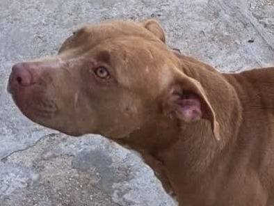 Adotta il cane NIKITA a Padova
