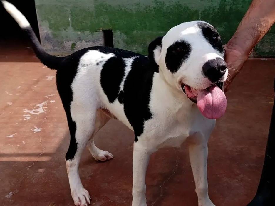 Adotta un cane, maschio, 8 mesi, Caserta