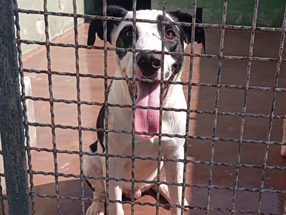 Adotta un cane, taglia media, maschio, Caserta