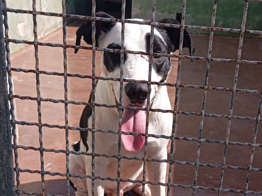 Adozione cane, maschio, Razza sconosciuta Razza sconosciuta, 8 mesi, taglia media, Caserta
