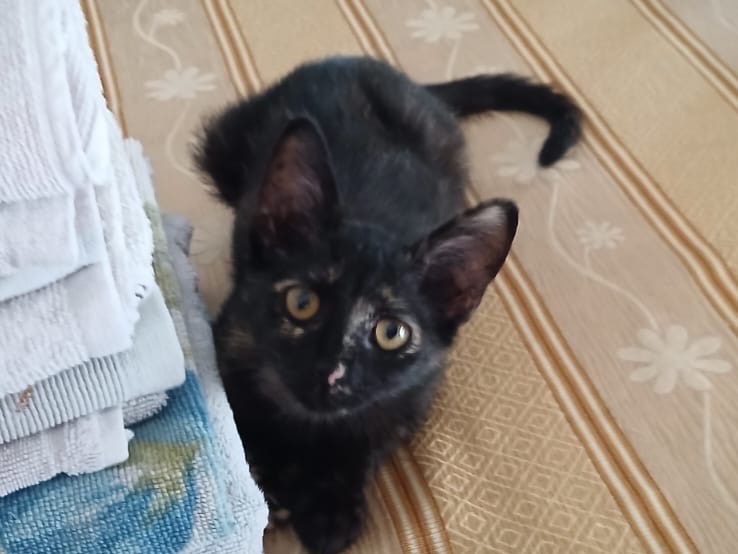 Adozione gatto, femmina, Razza sconosciuta Razza sconosciuta, 3 mesi, taglia non valida, Salerno