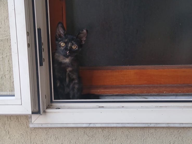 Adotta un gatto, femmina, 3 mesi, Salerno