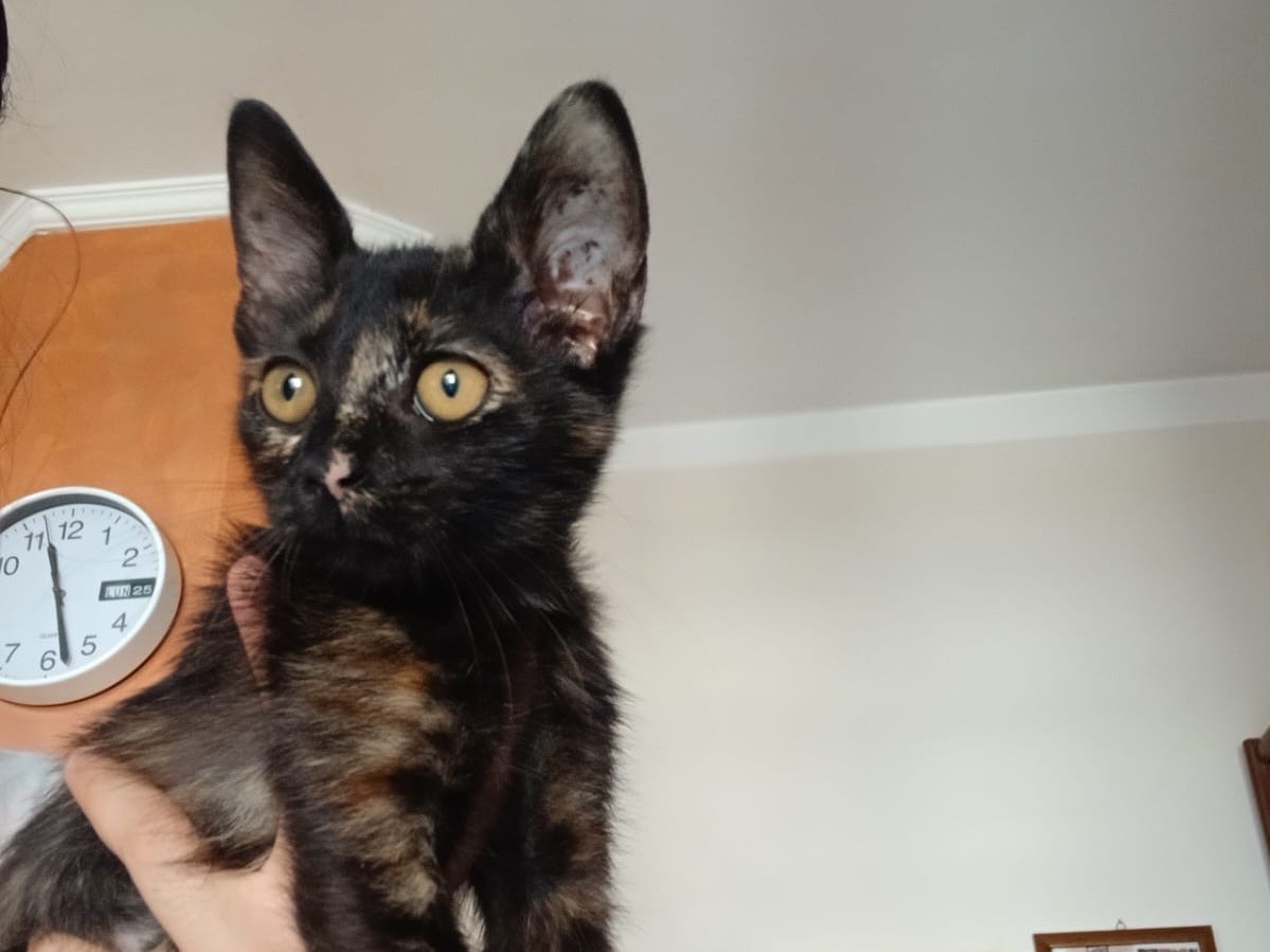 Adotta un gatto, taglia non valida, femmina, Salerno