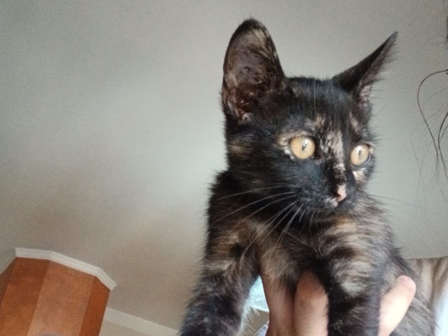 Vuoi adottare un gatto a Salerno?