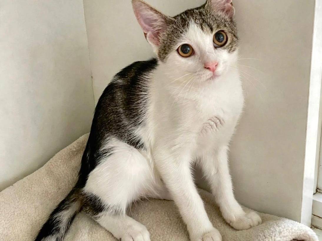 Adotta un gatto, femmina, 3 mesi, Terni