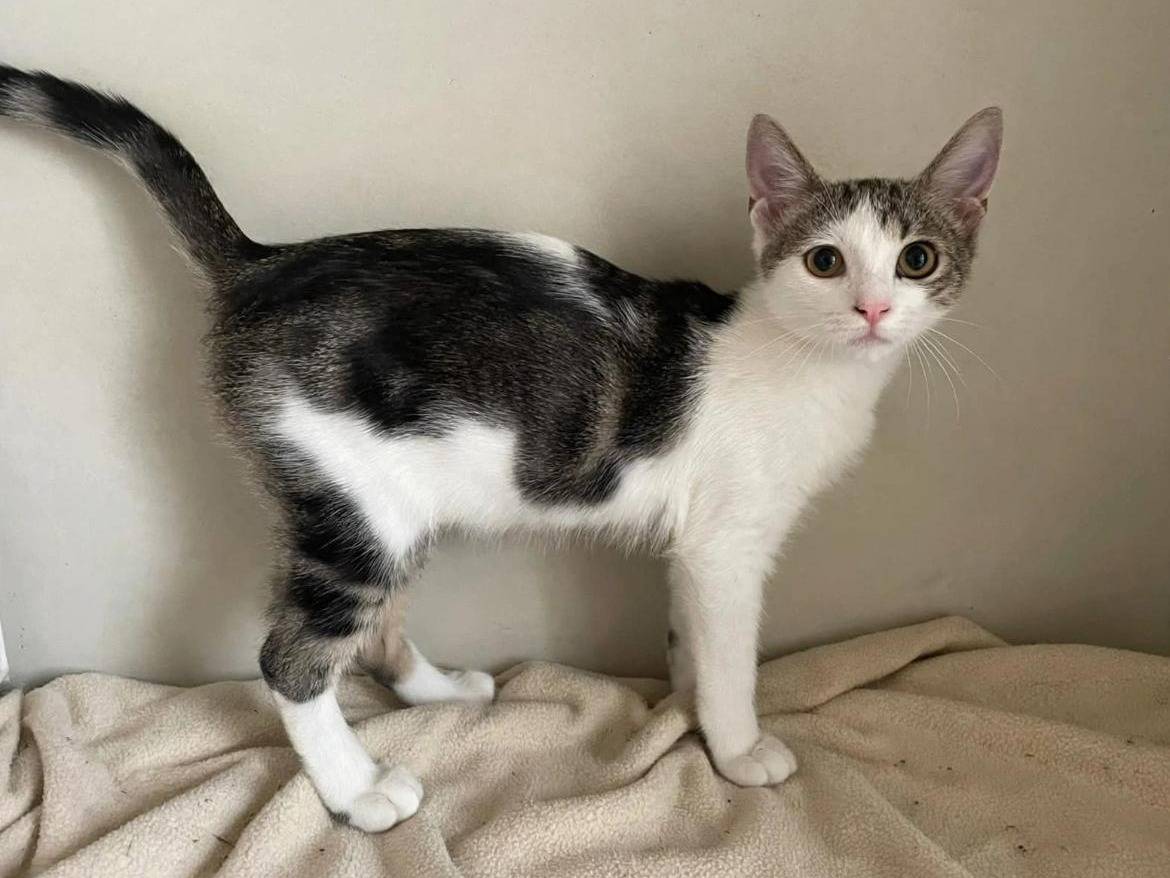 Adozione gatto, femmina, Razza sconosciuta Razza sconosciuta, 3 mesi, taglia non valida, Terni