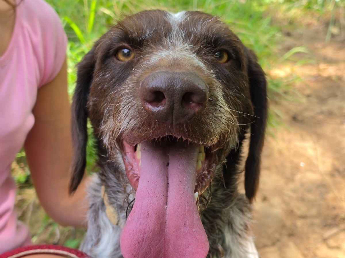 Vuoi adottare un cane a Salerno?